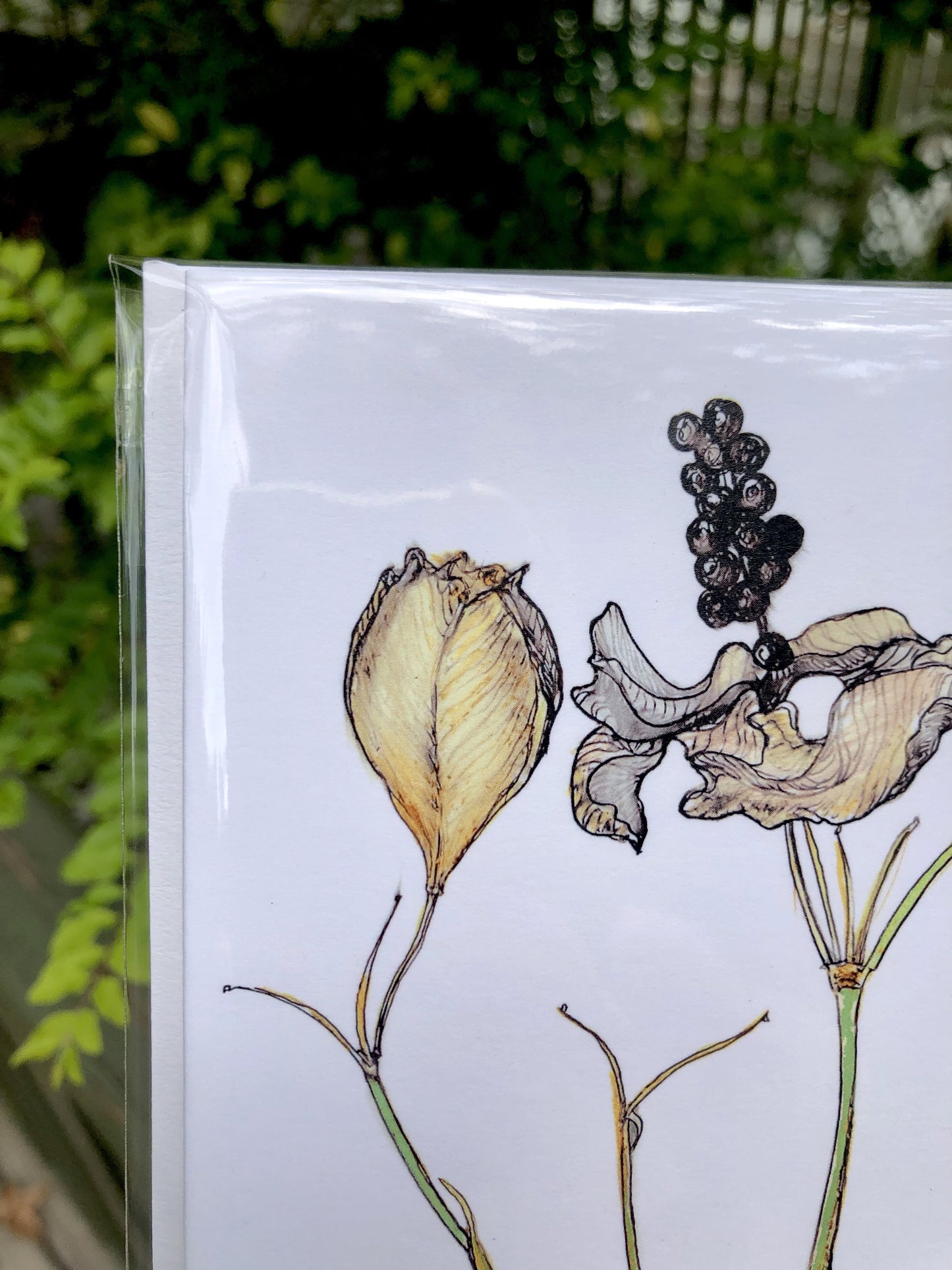 Blackberry Lily : Greeting Card